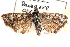  ( - CCDB-28968-H10)  @11 [ ] CreativeCommons - Attribution (2016) CBG Photography Group Centre for Biodiversity Genomics