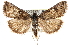  (Loxostege internationalis - CCDB-28968-H11)  @15 [ ] CreativeCommons - Attribution (2016) CBG Photography Group Centre for Biodiversity Genomics