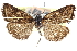  ( - CCDB-28969-A03)  @11 [ ] CreativeCommons - Attribution (2016) CBG Photography Group Centre for Biodiversity Genomics