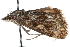  ( - CCDB-28969-A05)  @11 [ ] CreativeCommons - Attribution (2016) CBG Photography Group Centre for Biodiversity Genomics