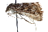  ( - CCDB-28969-A07)  @11 [ ] CreativeCommons - Attribution (2016) CBG Photography Group Centre for Biodiversity Genomics