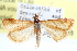  ( - CCDB-28969-B02)  @11 [ ] CreativeCommons - Attribution (2016) CBG Photography Group Centre for Biodiversity Genomics