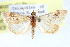  ( - CCDB-28969-B03)  @11 [ ] CreativeCommons - Attribution (2016) CBG Photography Group Centre for Biodiversity Genomics