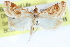  ( - CCDB-28969-B04)  @11 [ ] CreativeCommons - Attribution (2016) CBG Photography Group Centre for Biodiversity Genomics
