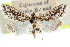  ( - CCDB-28969-B08)  @11 [ ] CreativeCommons - Attribution (2016) CBG Photography Group Centre for Biodiversity Genomics