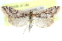  ( - CCDB-28969-B11)  @11 [ ] CreativeCommons - Attribution (2016) CBG Photography Group Centre for Biodiversity Genomics