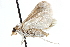  ( - CCDB-28969-C01)  @12 [ ] CreativeCommons - Attribution (2016) CBG Photography Group Centre for Biodiversity Genomics