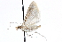  ( - CCDB-28969-C02)  @11 [ ] CreativeCommons - Attribution (2016) CBG Photography Group Centre for Biodiversity Genomics