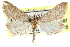  ( - CCDB-28969-C07)  @11 [ ] CreativeCommons - Attribution (2016) CBG Photography Group Centre for Biodiversity Genomics