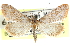  ( - CCDB-28969-C08)  @11 [ ] CreativeCommons - Attribution (2016) CBG Photography Group Centre for Biodiversity Genomics