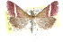 ( - CCDB-28969-C12)  @14 [ ] CreativeCommons - Attribution (2016) CBG Photography Group Centre for Biodiversity Genomics