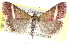  ( - CCDB-28969-D01)  @11 [ ] CreativeCommons - Attribution (2016) CBG Photography Group Centre for Biodiversity Genomics