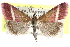  ( - CCDB-28969-D02)  @11 [ ] CreativeCommons - Attribution (2016) CBG Photography Group Centre for Biodiversity Genomics