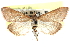  ( - CCDB-28969-D03)  @11 [ ] CreativeCommons - Attribution (2016) CBG Photography Group Centre for Biodiversity Genomics
