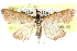  ( - CCDB-28969-D04)  @11 [ ] CreativeCommons - Attribution (2016) CBG Photography Group Centre for Biodiversity Genomics