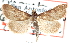  (Pyrausta atropurpuralis - CCDB-28969-D06)  @11 [ ] CreativeCommons - Attribution (2016) CBG Photography Group Centre for Biodiversity Genomics