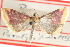  ( - CCDB-28969-D11)  @11 [ ] CreativeCommons - Attribution (2016) CBG Photography Group Centre for Biodiversity Genomics