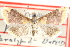  ( - CCDB-28969-E01)  @11 [ ] CreativeCommons - Attribution (2016) CBG Photography Group Centre for Biodiversity Genomics