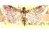  ( - CCDB-28969-E02)  @11 [ ] CreativeCommons - Attribution (2016) CBG Photography Group Centre for Biodiversity Genomics