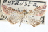  ( - CCDB-28969-E04)  @11 [ ] CreativeCommons - Attribution (2016) CBG Photography Group Centre for Biodiversity Genomics
