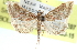  ( - CCDB-28969-E07)  @11 [ ] CreativeCommons - Attribution (2016) CBG Photography Group Centre for Biodiversity Genomics