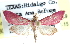  (Pyrausta inornatalis - CCDB-28969-E09)  @14 [ ] CreativeCommons - Attribution (2016) CBG Photography Group Centre for Biodiversity Genomics
