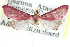  ( - CCDB-28969-E10)  @11 [ ] CreativeCommons - Attribution (2016) CBG Photography Group Centre for Biodiversity Genomics