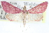  ( - CCDB-28969-F01)  @11 [ ] CreativeCommons - Attribution (2016) CBG Photography Group Centre for Biodiversity Genomics