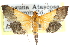  (Pyrausta augustalis - CCDB-28969-F02)  @11 [ ] CreativeCommons - Attribution (2016) CBG Photography Group Centre for Biodiversity Genomics