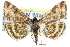  ( - CCDB-28969-F12)  @14 [ ] CreativeCommons - Attribution (2016) CBG Photography Group Centre for Biodiversity Genomics