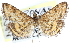  ( - CCDB-28969-G01)  @13 [ ] CreativeCommons - Attribution (2016) CBG Photography Group Centre for Biodiversity Genomics