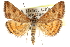  (Pyrausta plagalis - CCDB-28969-G04)  @15 [ ] CreativeCommons - Attribution (2016) CBG Photography Group Centre for Biodiversity Genomics