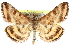  (Pyrausta petaluma - CCDB-28969-G06)  @15 [ ] CreativeCommons - Attribution (2016) CBG Photography Group Centre for Biodiversity Genomics