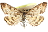 ( - CCDB-28969-G07)  @13 [ ] CreativeCommons - Attribution (2016) CBG Photography Group Centre for Biodiversity Genomics