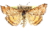  ( - CCDB-28969-G08)  @11 [ ] CreativeCommons - Attribution (2016) CBG Photography Group Centre for Biodiversity Genomics