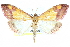  (Pyrausta saanichalis - CCDB-28969-G10)  @15 [ ] CreativeCommons - Attribution (2016) CBG Photography Group Centre for Biodiversity Genomics
