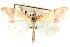  (Pyrausta awemealis - CCDB-28969-H03)  @11 [ ] CreativeCommons - Attribution (2016) CBG Photography Group Centre for Biodiversity Genomics