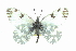  ( - CCDB-28970-A03_NGS)  @11 [ ] CreativeCommons - Attribution (2016) Jacopo DErcole Centre for Biodiversity Genomics
