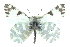  ( - CCDB-28970-A05)  @14 [ ] CreativeCommons - Attribution (2016) CBG Photography Group Centre for Biodiversity Genomics