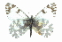  ( - CCDB-28970-A06_NGS)  @11 [ ] CreativeCommons - Attribution (2016) Jacopo DErcole Centre for Biodiversity Genomics