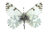  ( - CCDB-28970-A07)  @14 [ ] CreativeCommons - Attribution (2016) CBG Photography Group Centre for Biodiversity Genomics