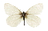  ( - CCDB-28970-E04)  @11 [ ] CreativeCommons - Attribution (2016) CBG Photography Group Centre for Biodiversity Genomics