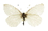  ( - CCDB-28970-E05)  @11 [ ] CreativeCommons - Attribution (2016) CBG Photography Group Centre for Biodiversity Genomics