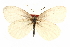  ( - CCDB-28970-E06)  @11 [ ] CreativeCommons - Attribution (2016) CBG Photography Group Centre for Biodiversity Genomics