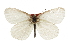  ( - CCDB-28970-E07)  @11 [ ] CreativeCommons - Attribution (2016) CBG Photography Group Centre for Biodiversity Genomics