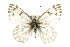  ( - CCDB-28970-F04)  @14 [ ] CreativeCommons - Attribution (2016) CBG Photography Group Centre for Biodiversity Genomics