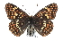  ( - CCDB-28970-F12)  @13 [ ] CreativeCommons - Attribution (2016) CBG Photography Group Centre for Biodiversity Genomics