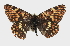  ( - CCDB-28970-G03_NGS)  @12 [ ] CreativeCommons - Attribution (2016) Jacopo DErcole Centre for Biodiversity Genomics