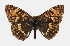  ( - CCDB-28970-G04)  @11 [ ] CreativeCommons - Attribution (2016) CBG Photography Group Centre for Biodiversity Genomics