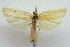  ( - CCDB-28971-A03)  @11 [ ] CreativeCommons - Attribution (2015) CBG Photography Group Centre for Biodiversity Genomics